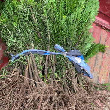 红豆满山，相思如海。曼迪亚红豆杉大批量出售