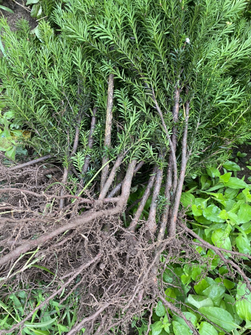 红豆满山，相思如海。曼迪亚红豆杉大批量出售
