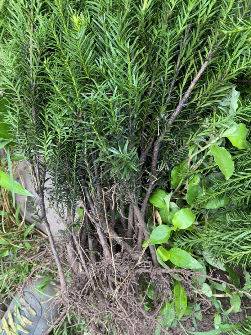 红豆满山，相思如海。曼迪亚红豆杉大批量出售