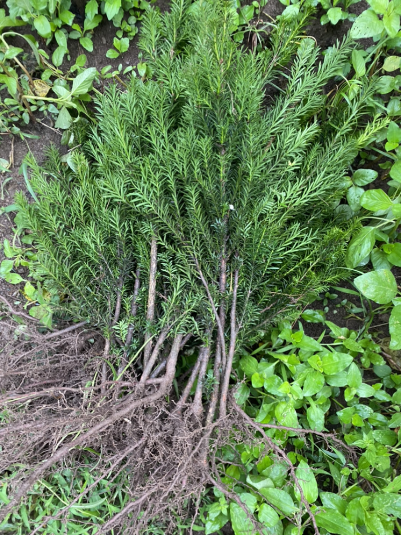 红豆满山，相思如海。曼迪亚红豆杉大批量出售