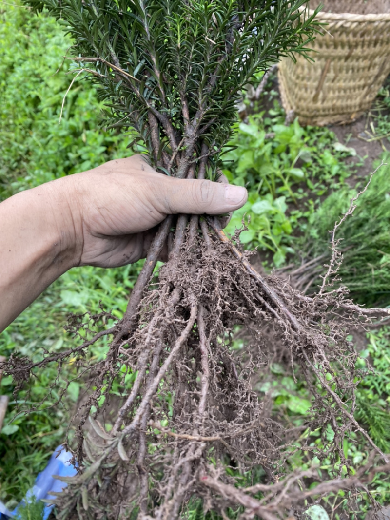 红豆满山，相思如海。曼迪亚红豆杉大批量出售