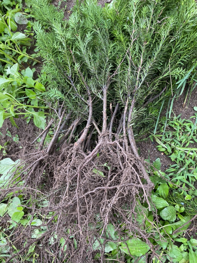 红豆满山，相思如海。曼迪亚红豆杉大批量出售