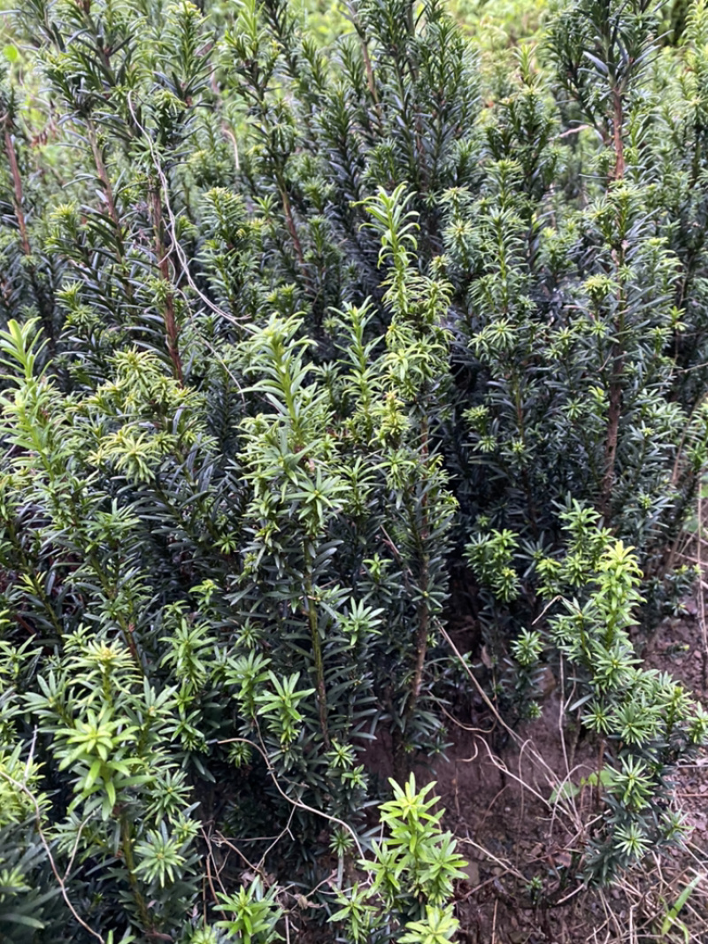 红豆满山，相思如海。曼迪亚红豆杉大批量出售
