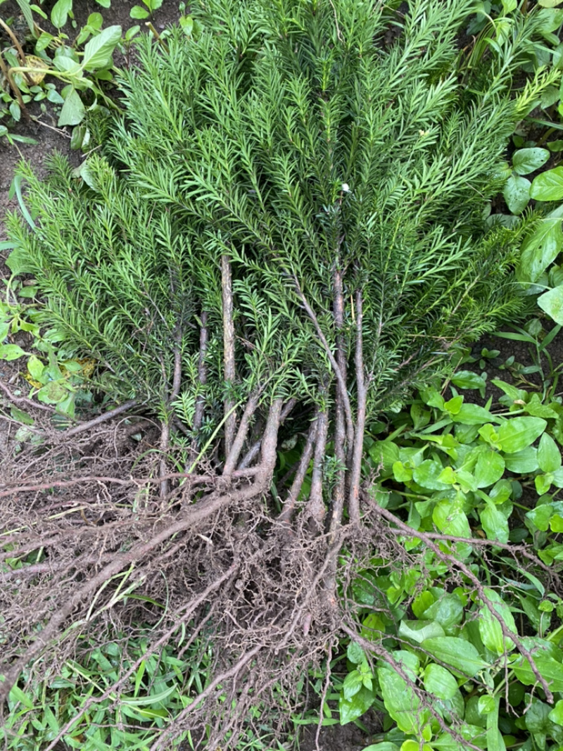红豆满山，相思如海。曼迪亚红豆杉大批量出售