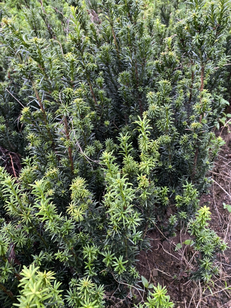 红豆满山，相思如海。曼迪亚红豆杉大批量出售