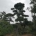造型松，造型油松，造型黑松