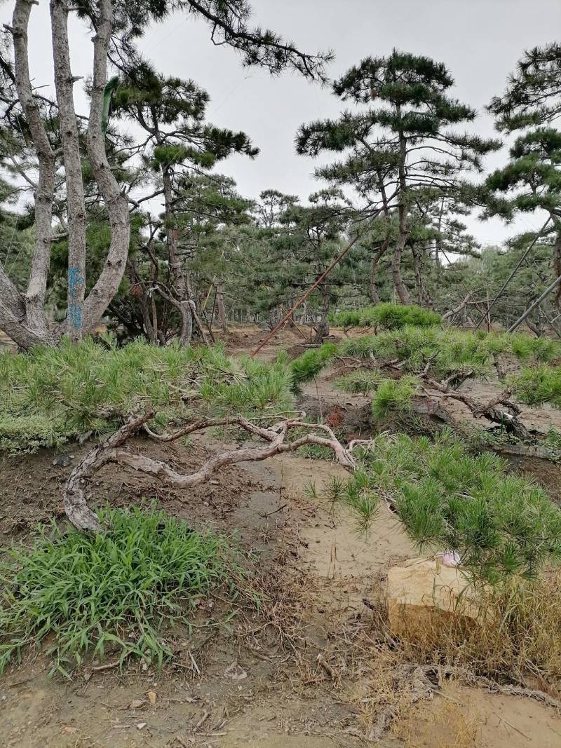 造型松，造型油松，造型黑松