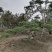 造型松，造型油松，造型黑松