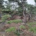 造型松，造型油松，造型黑松