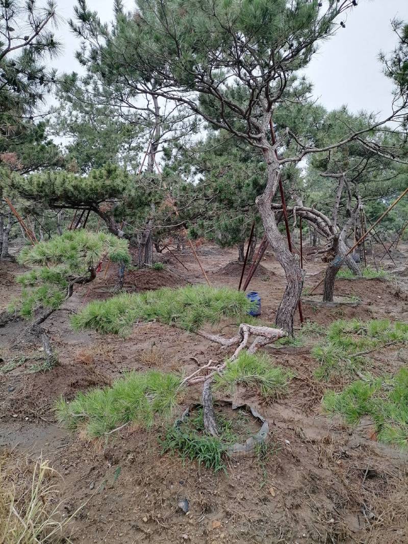 造型松，造型油松，造型黑松