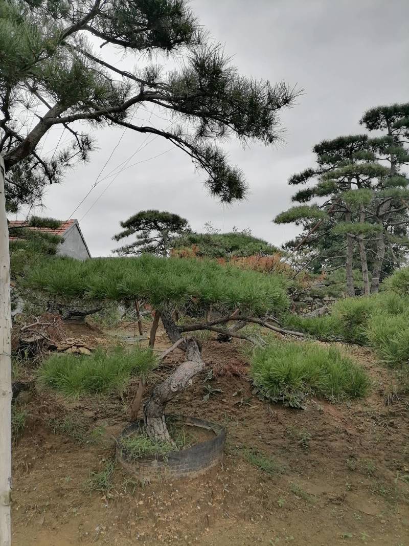 造型松，造型油松，造型黑松