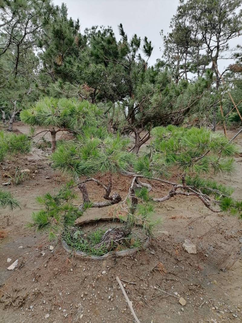 造型松，造型油松，造型黑松