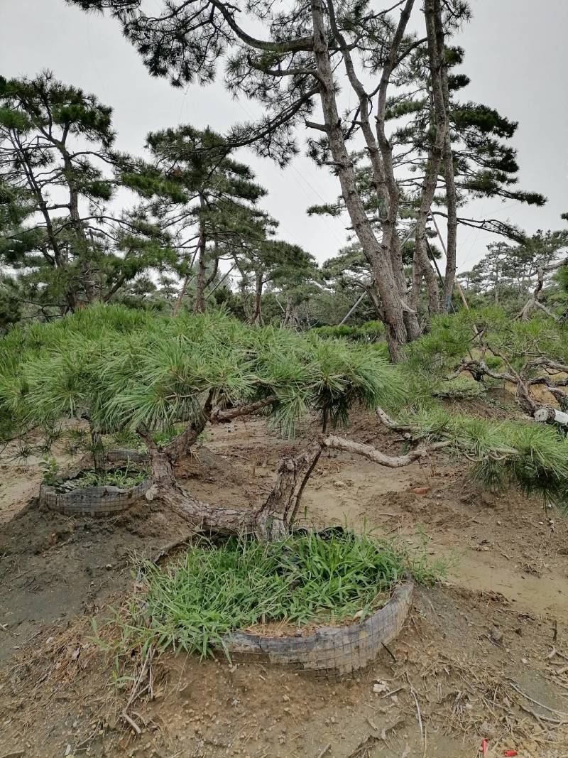 造型松，造型油松，造型黑松