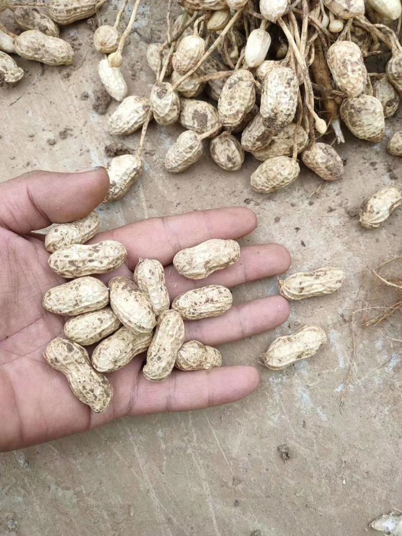 鲜花生白沙小白沙，四粒红罗汉果。市场档口超市信阳