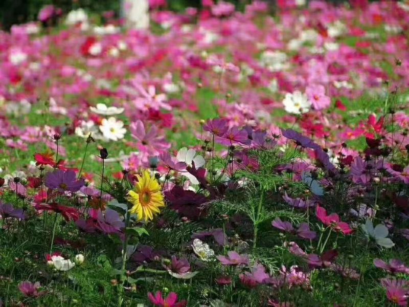 野花组合种子多年生四季开花波斯菊格桑花百日草阳台