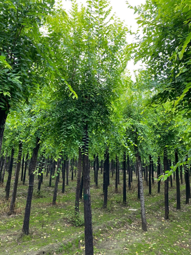 金叶榆价格景泰园林金叶榆基地！规格齐全