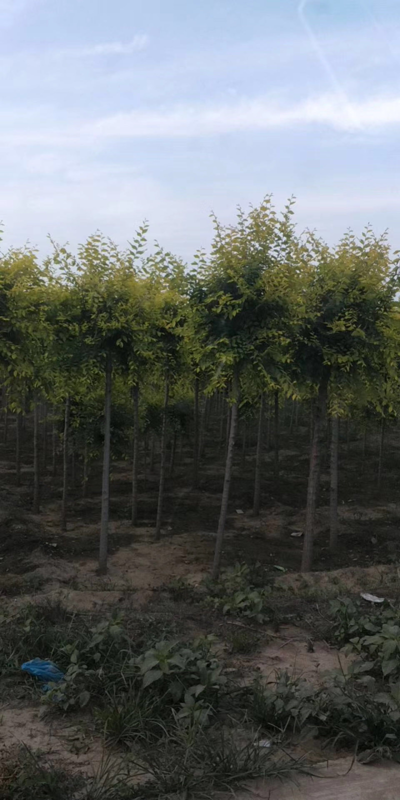 金叶榆价格景泰园林金叶榆基地！规格齐全