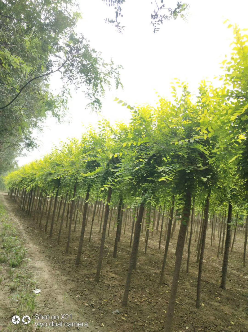 金叶榆价格景泰园林金叶榆基地！规格齐全