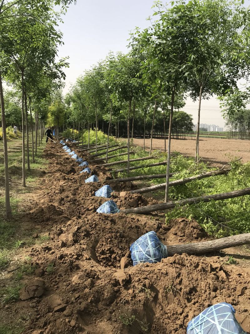 金叶榆价格景泰园林金叶榆基地！规格齐全