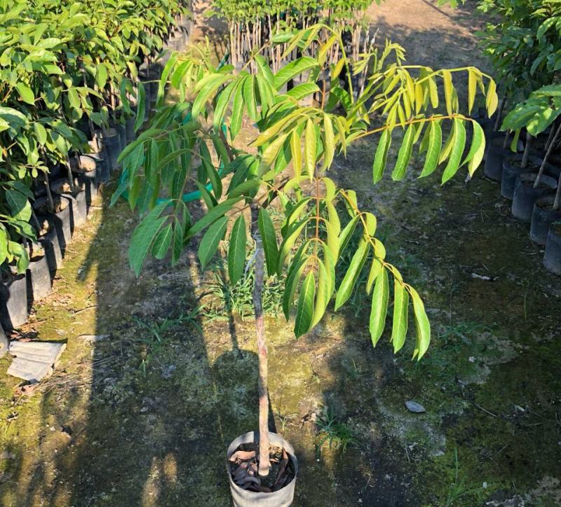 橄榄苗黑橄榄嫁接苗青橄榄黄橄榄树苗盆栽地栽当年结果