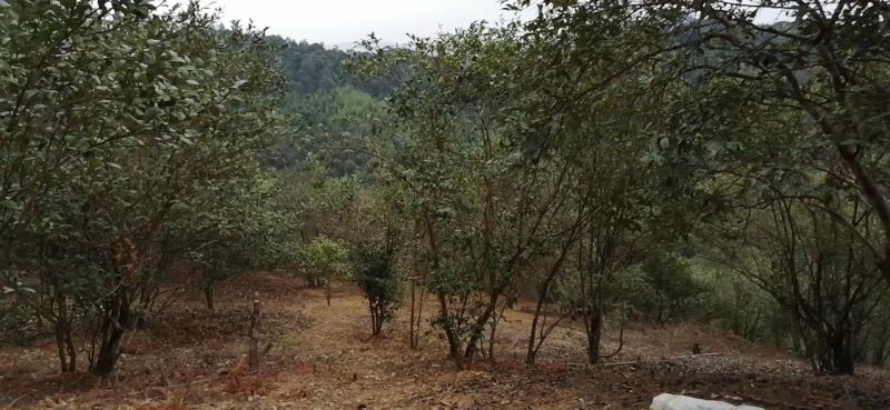 山茶油：高山生长、日晒充足