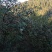 山茶油：高山生长、日晒充足