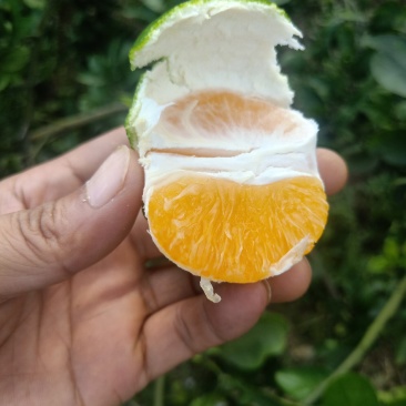 特早蜜桔，七月半！个匀，皮薄！口感好，当地成熟早的品种