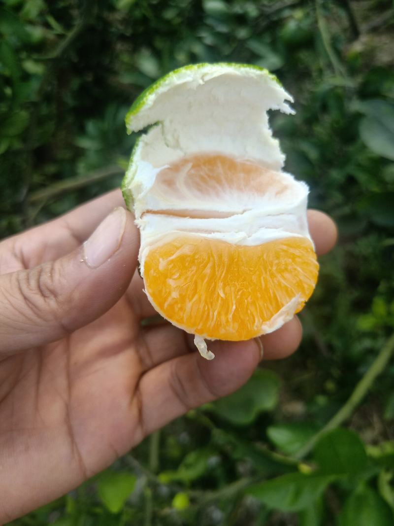 特早蜜桔，七月半！个匀，皮薄！口感好，当地成熟早的品种