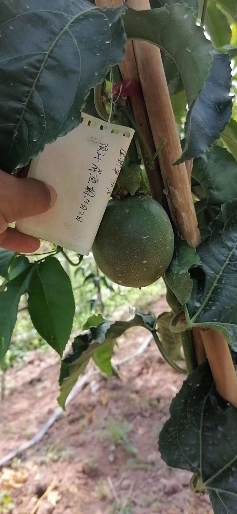 百香合记百香果上市了，价格美丽，欢迎老板来批发