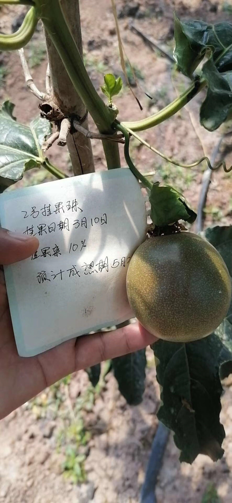 百香合记百香果上市了，价格美丽，欢迎老板来批发