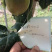 百香合记百香果上市了，价格美丽，欢迎老板来批发