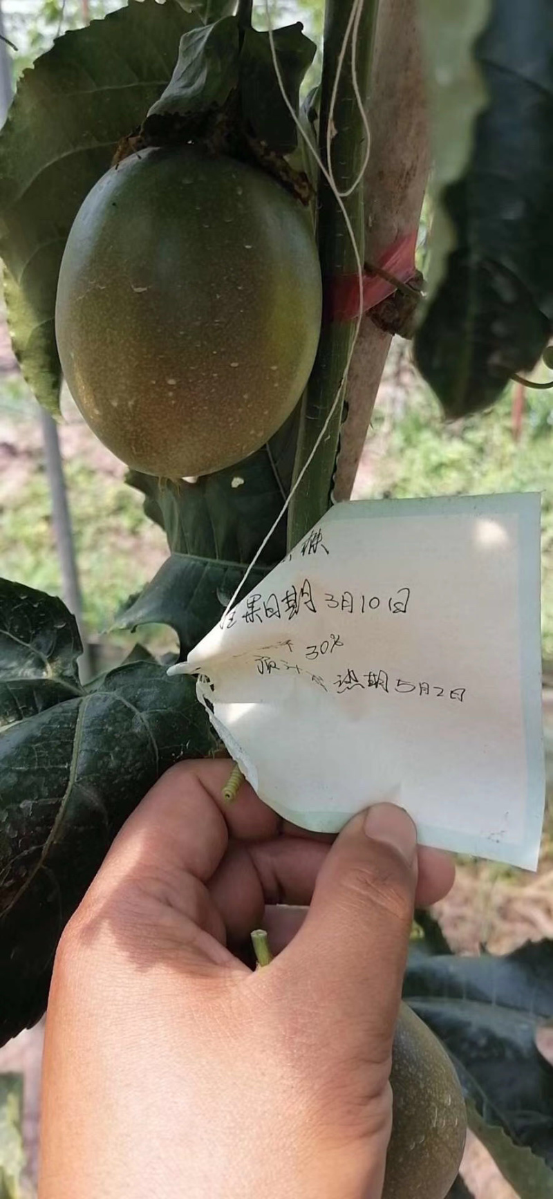 百香合记百香果上市了，价格美丽，欢迎老板来批发