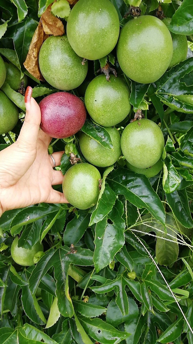 百香合记百香果上市了，价格美丽，欢迎老板来批发