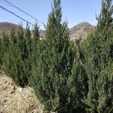 刺柏河南侩柏1米起步至3.5米各种规格标准