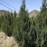 刺柏河南侩柏1米起步至3.5米各种规格标准