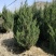 刺柏河南侩柏1米起步至3.5米各种规格标准