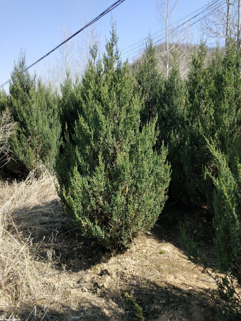 刺柏河南侩柏1米起步至3.5米各种规格标准