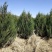 刺柏河南侩柏1米起步至3.5米各种规格标准