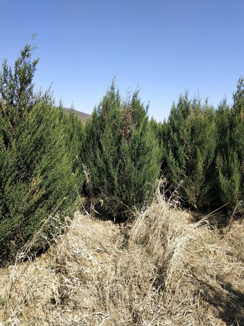 刺柏河南侩柏1米起步至3.5米各种规格标准
