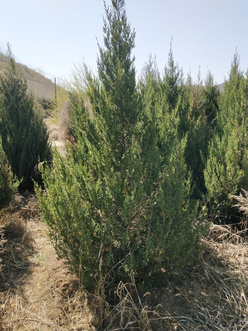 刺柏河南侩柏1米起步至3.5米各种规格标准