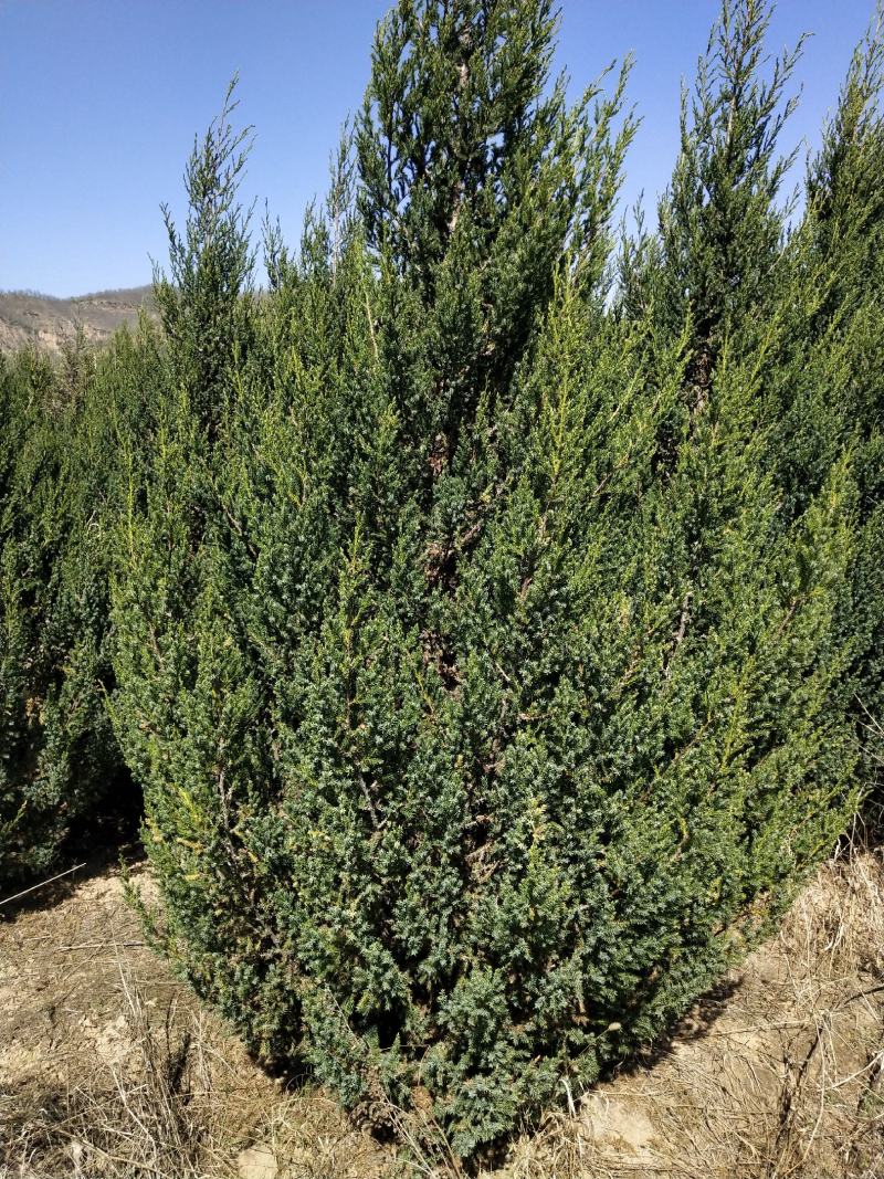 刺柏河南侩柏1米起步至3.5米各种规格标准