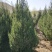 刺柏河南侩柏1米起步至3.5米各种规格标准