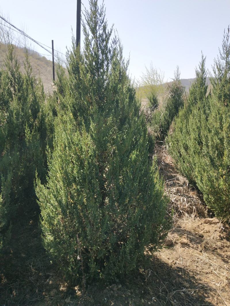刺柏河南侩柏1米起步至3.5米各种规格标准