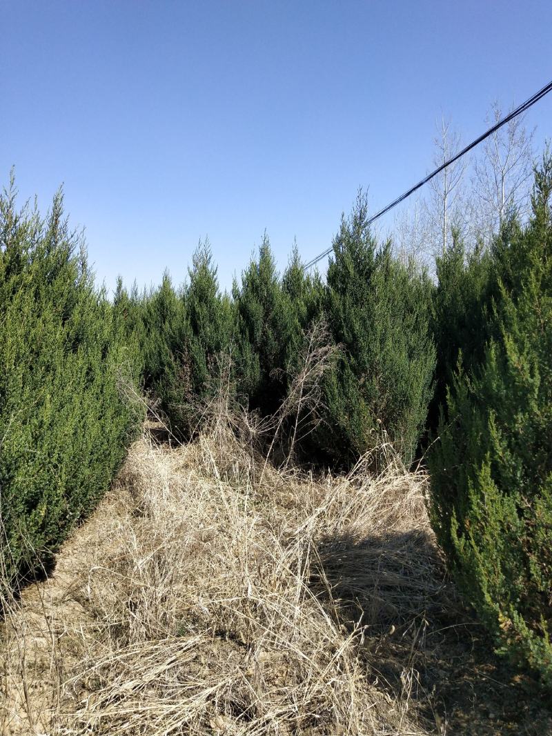刺柏河南侩柏1米起步至3.5米各种规格标准