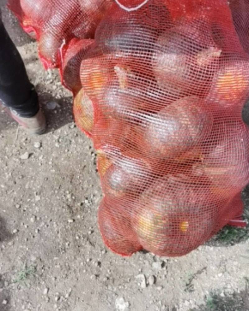 内蒙古察右后旗成熟优质板栗南瓜