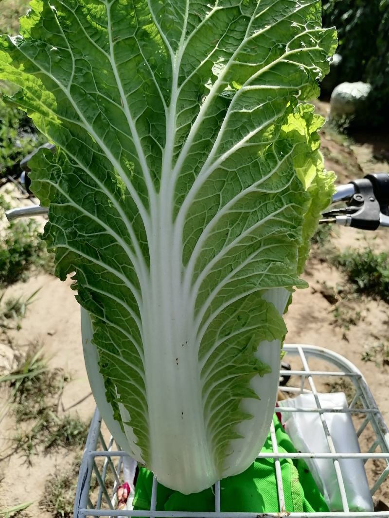 精品沙地大白菜大量上市颜色绿菜型好远销全国各地456斤