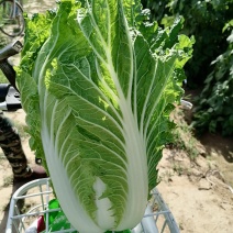 精品沙地大白菜大量上市颜色绿菜型好远销全国各地456斤