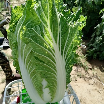 精品沙地大白菜大量上市颜色绿菜型好远销全国各地456斤