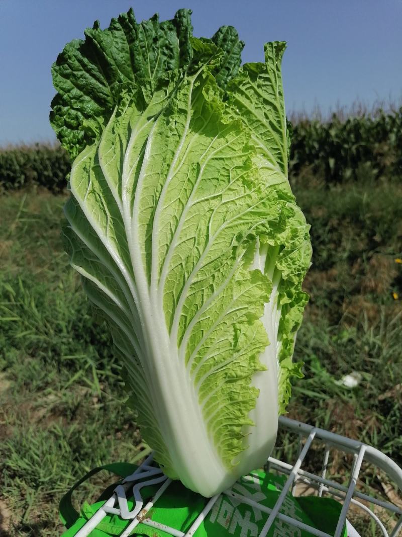 精品沙地大白菜大量上市颜色绿菜型好远销全国各地456斤