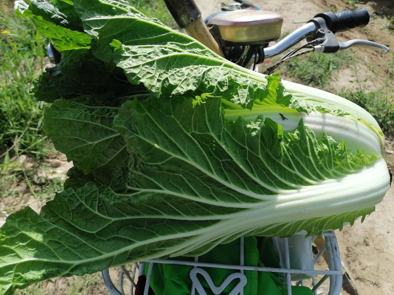 精品沙地大白菜大量上市颜色绿菜型好远销全国各地456斤